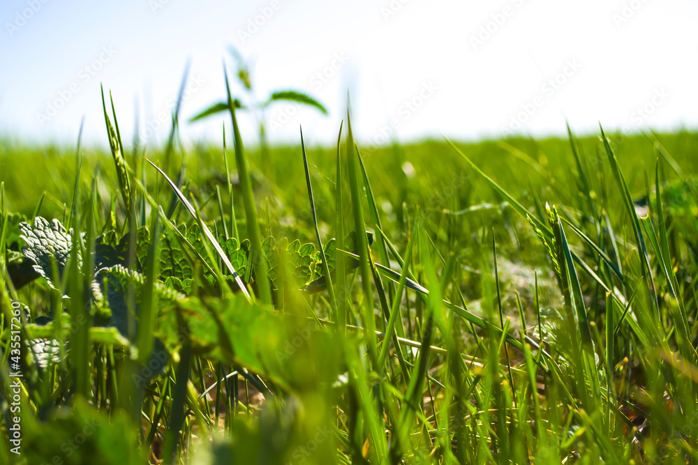 Wall mural grass close up, relaxing field.succulent summer grass.