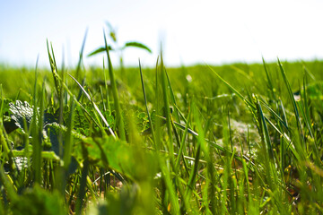 Grass close up, relaxing field.Succulent summer grass.