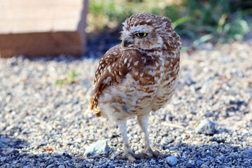 closeup of a Burrowing Owl (Athene cunicularia) walking on the sand