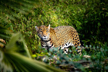 leopard in sunlight