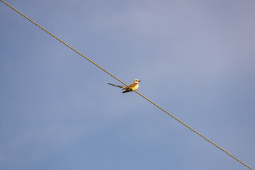 Scissor-tailed Flycatcher sitting on a wire
