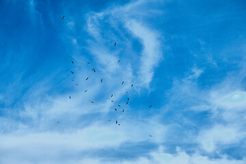 Eternity of the blue sky and white clouds and many groups of birds storks and pelicans flying freely during sunny day