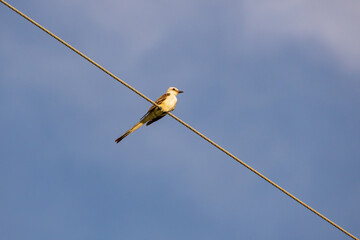 Scissor-tailed Flycatcher sitting on a wire
