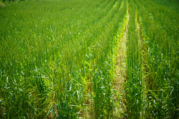 スペルト小麦畑