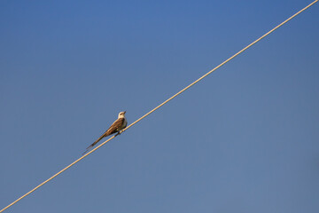 Scissor-tailed Flycatcher sitting on a wire
