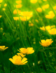 Fototapeta premium Ranunculus repens