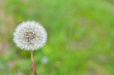 たんぽぽ　わたぼうし