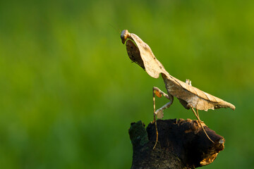 Deroplatys lobata dead leaf mantis on nature background