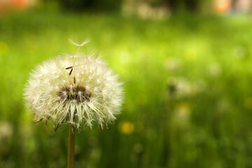Fluffy dandelion growing outdoors, closeup. Space for text