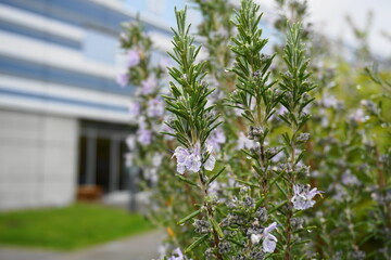 Rosemary evergreen shrub with green needle-like leaves and blue delicate flowers close up.