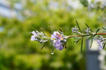 Branch of Rosemary evergreen shrub with green needle-like leaves and blue delicate flowers close up