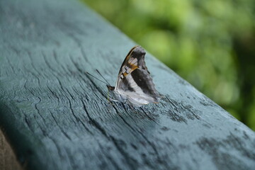Close up of a butterfly