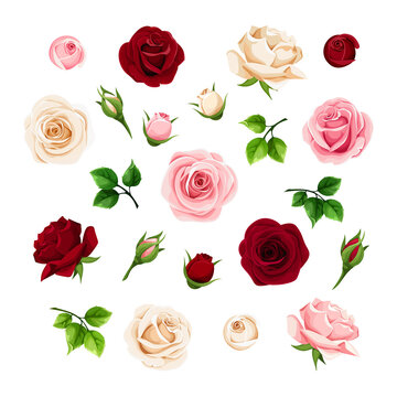 Burgundy, pink and white rose flowers and buds and green leaves. Set of floral design elements. Vector illustration.