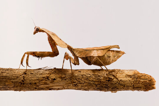 Deroplatys lobata dead leaf mantis on white background