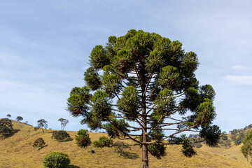 crown of araucaria, whose fruit is the pinion