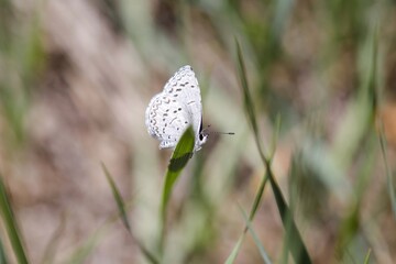 butterfly on the grass