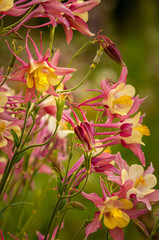 Field of Columbine