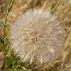 Fototapeta premium Dandelion Seed Head