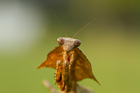 Deroplatys lobata dead leaf mantis on nature background