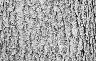 Black and white phote of tree bark. High detailed fragment of tree bark.