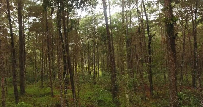 Camino de Arboles en medio del bosque un recorrido de arboles desde una vista aerea