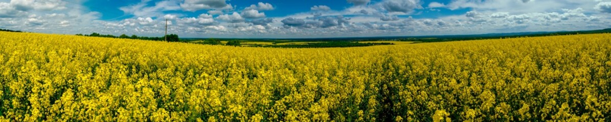 Obraz premium Panorama of yellow rapeseed valley. The mountains and the beautiful spring sky in the background