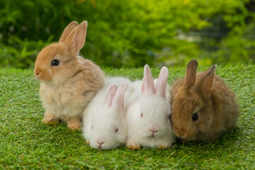 Healthy lovely baby bunny easter rabbits on nature background. Cute fluffy rabbits sniffing,...