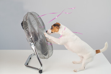 Jack russell terrier dog sits enjoying the cooling breeze from an electric fan on a white background.