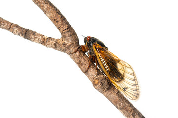Brood X cicada on white