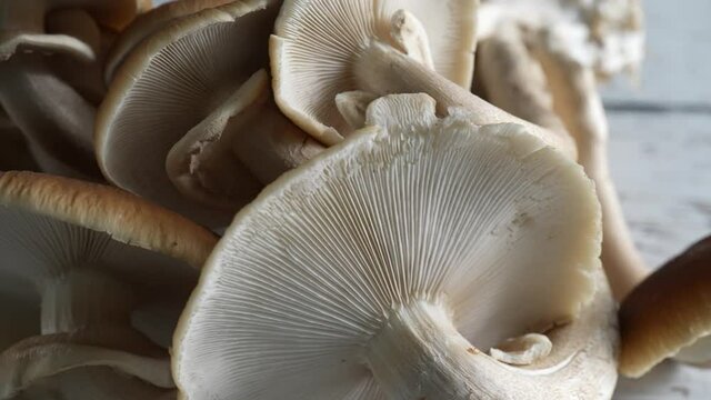 Turning, extreme closeup view of top and underside of Pioppino mushroom caps.