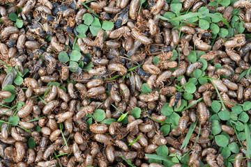 Brood X cicada emergence