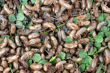Brood X cicada emergence