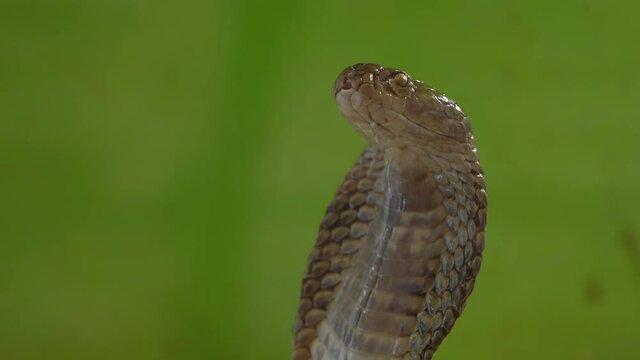 Cobra snake close-up in natural habitats