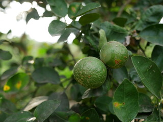 fresh green lemon on the lemon tree in garden.