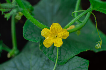 Cucumber yellow flower in the garden