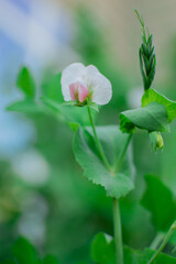 White flower of green pea plant in garden in summer