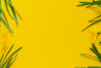 Yellow daffodils on a yellow background, copy space, Easter card