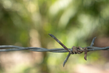 Transparent water droplets on green leaves.
