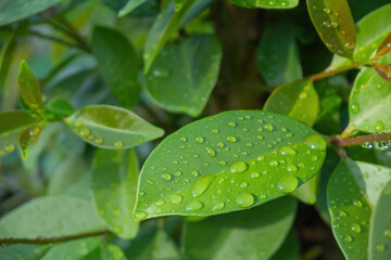 Transparent water droplets on green leaves.