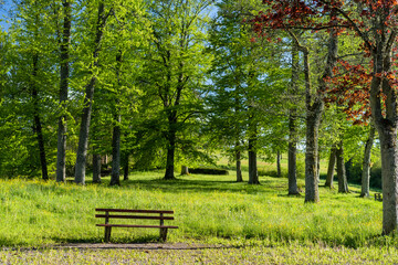 Obraz na płótnie Canvas bench in park besides green trees