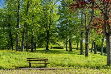 bench in park besides green trees