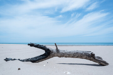 Dry timber on the beach in Hua Hin city, Thailand