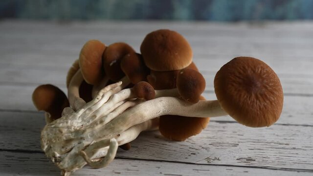 Camera moving to left focussed on a group of Pioppino mushrooms on a rustic wood table.