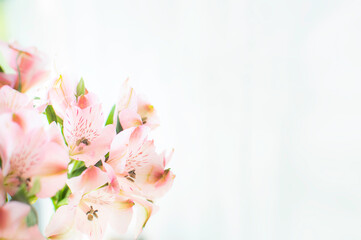 Beautiful tender fresh spring pink and white spring flowers, joyful floral background, copy space, card