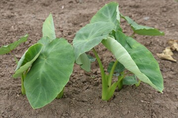 Japanese taro cultivation. Araceae vegetables.