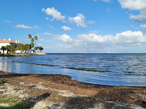 beach with palm trees