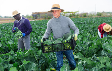 Portrait of positive farmer man holding crate full of organic broccoli in a farm field