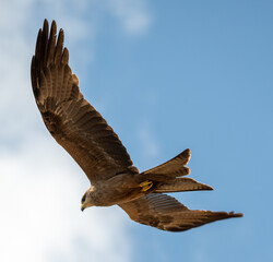 Flying Hawk in the Sky