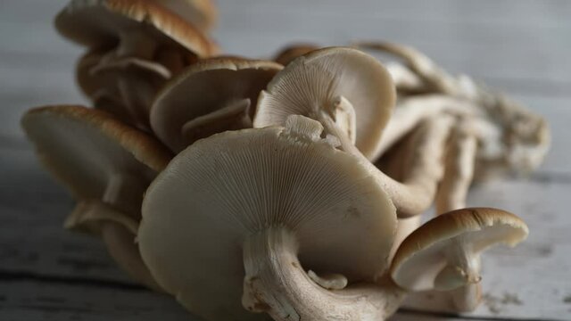 Turning closeup view of underside of Pioppino mushroom caps.