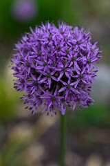close up of a purple flower in the spring